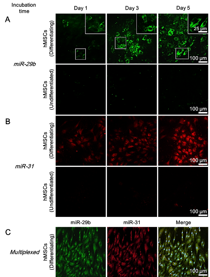   
		Fig. 2. Monitoring of differentiation progress of hMSCs via intracellular detection of miRNAs. (A) Confocal images of hMSCs treated with nanoprobes targeting miR-29b (green). Scale bar is 100 μm. Inset: High-magnification images of the boxed area. Scale bar is 25 μm; (B) Confocal images of hMSCs treated with nanoprobes targeting miR-31 (red). Scale bar is 100 μm. Results show that hMSCs express detectable levels of miR-29b and miR-31 in a time-dependent manner only when they undergo osteogenic differentiati	 
